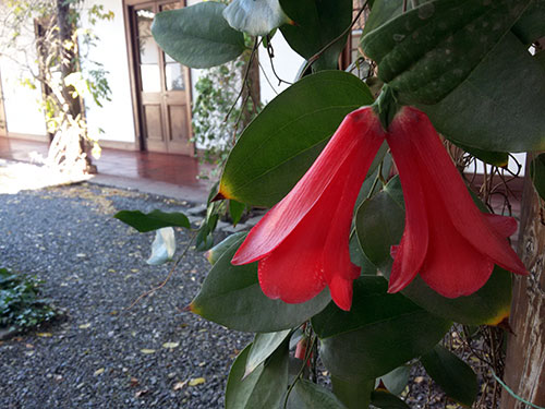 Copihue en el jardín interior de la casa patronal de la Bodega Santa Carolina. Foto de Andrea Hoare Madrid