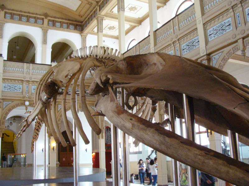 Esqueleto de la Ballena Greta, el símbolo del Museo Nacional de Historia Natural ubicado dentro del Parque Quinta Normal - Foto de Andrea Hoare Madrid