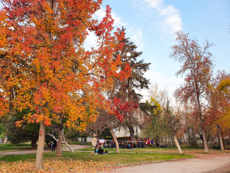 Árboles en otoño en los jardines del Parque Quinta Normal - Foto de Andrea Hoare Madrid