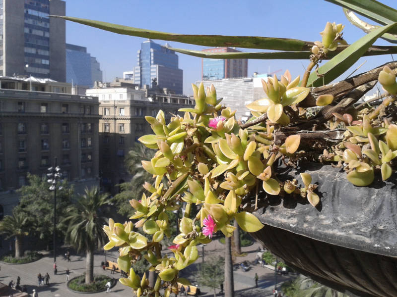 Detalle de un macetero del balcón del Museo Histórico Nacional y la Plaza de Armas - Foto de Andrea Hoare Madrid